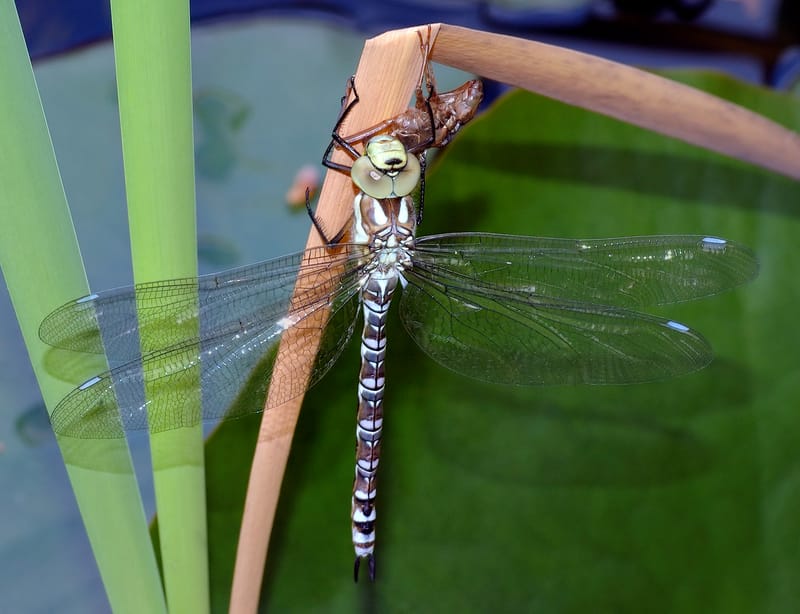 Dhani Harrison и продюсер Radiohead Nigel Godrich основали группу Dragonflies